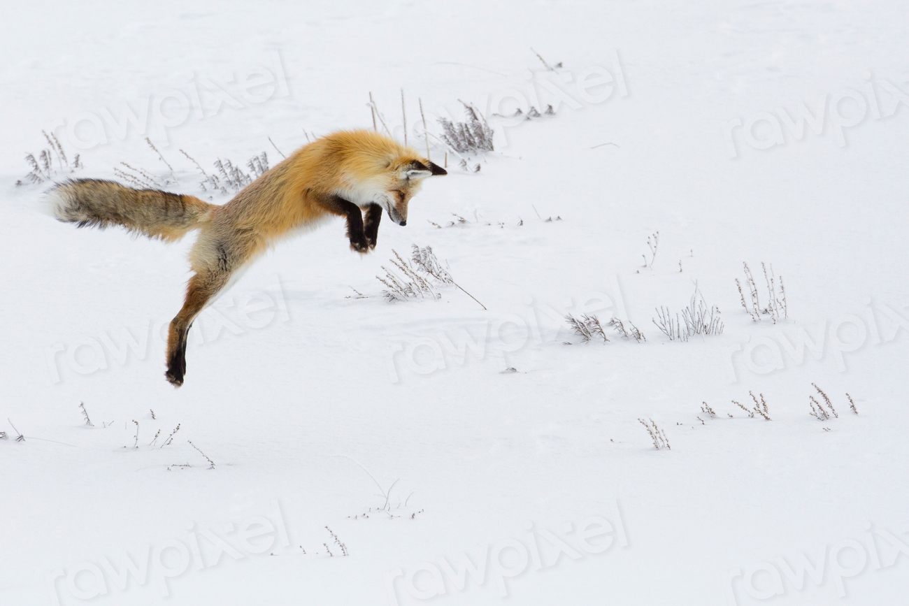 Hunting fox, Hayden Valley